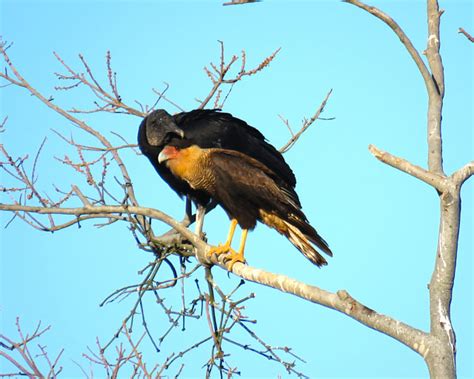 Foto Urubu Preto Coragyps Atratus Por Alex Alamelo Wiki Aves A