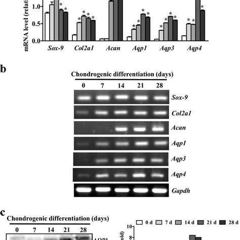 Aquaporin Expressions During Chondrogenic Differentiation Of C3H10T1 2