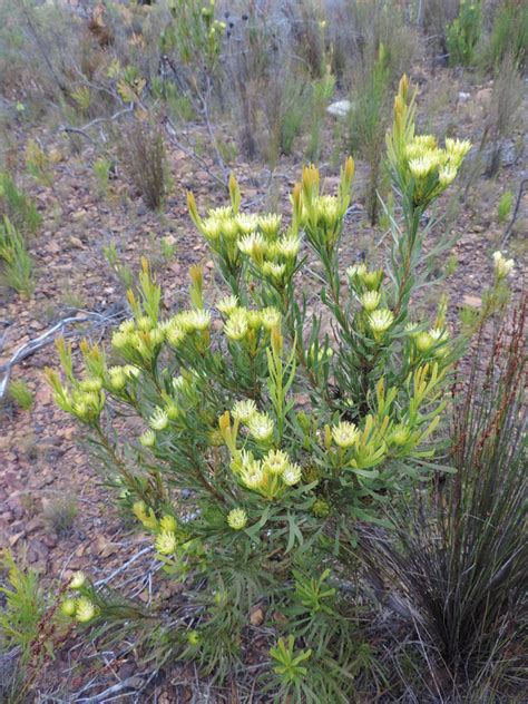 African Plants A Photo Guide Aulax Umbellata Thunb R Br