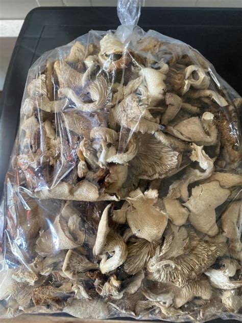 Dry Oyster Mushroom Feature Pure Organic At Rs 2200 In Dehradun ID