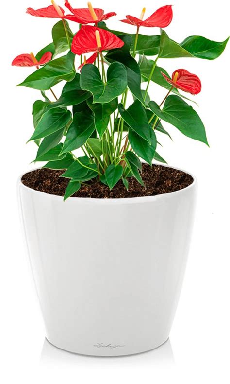 Anthurium Rood In Watergevende Classico Wit Flamingoplant Bol