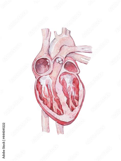 Anatomy of the Human Heart sketch isolated Stock Illustration | Adobe Stock