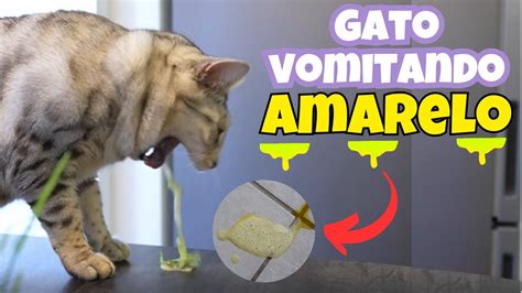 O Que Fazer Quando Gato Vomita Amarelo Youtube