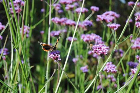 Free Images Nature Meadow Prairie Flower France Color Insect