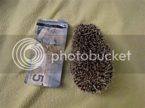 Average Hedgehog Size and Weight - Please Share! - Hedgehog Central – Hedgehog pet care & owner ...