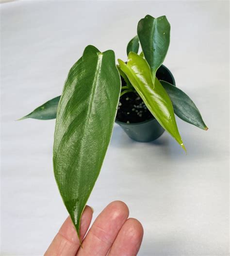 Small Size Philodendron Spiritus Sancti NSE Tropicals