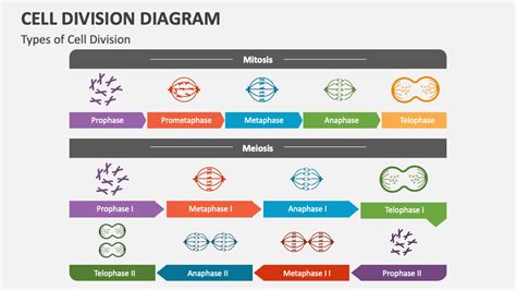 Cell Division Diagram PowerPoint Presentation Slides - PPT Template