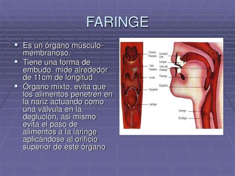 PPT APARATO RESPIRATORIO PowerPoint Presentation ID 1102093