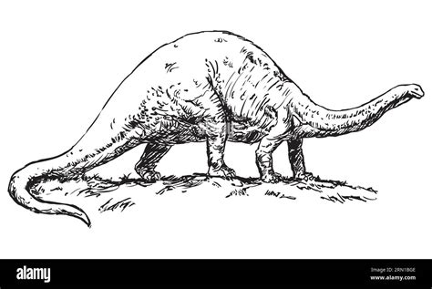 Dinosaurio Brontosaurus Ilustración Vectorial En Blanco Y Negro Sobre Un Fondo Blanco Imagen