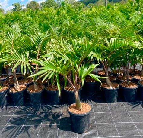 Гиофорба (бутылочная пальма): уход в домашних условиях, пересадка