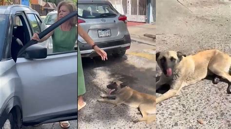 Video Mujer Arrastra A Perrito Con Su Camioneta Argumenta Que Fue