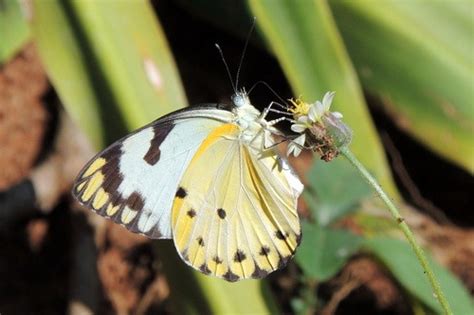 Belenois Calypso Belenois Calypso Picture Insect