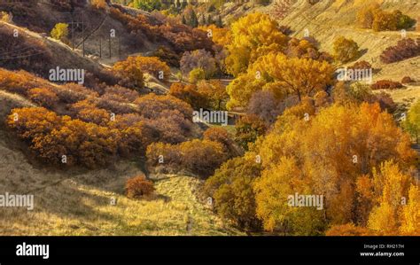 Lush and colorful fall foliage in Salt Lake City Stock Photo - Alamy