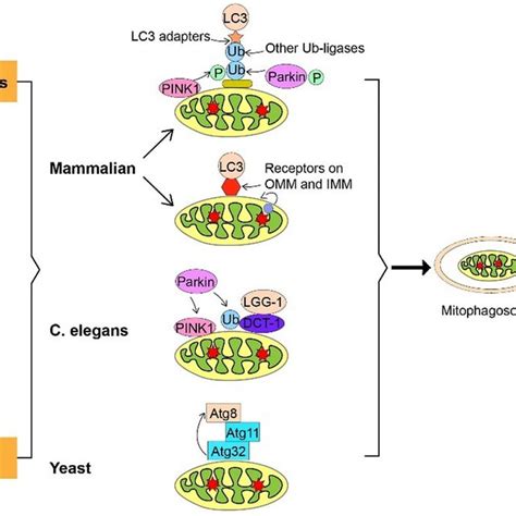 Mitophagy Associated Protein Expression In M Gastrocnemius In Response Download Scientific