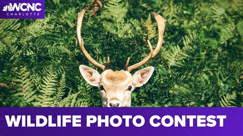 Wildlife Photo Contest Open For Entries Wcnc