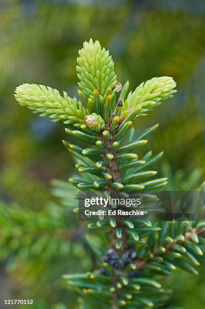 White Spruce Picea Glauca Photos And Premium High Res Pictures Getty