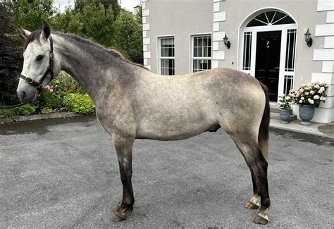 Joey Kevin Reilly Connemara Ponies