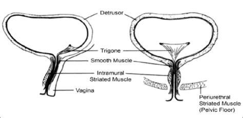 Anatomy Of The Female Urethra Linear Diagram Open I