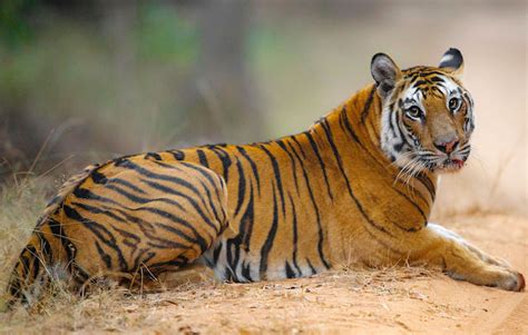 Wilderness Vignettes: India’s Tigers | IJW