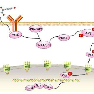 The Role Of The Phosphatidylinositol Kinase Pi K Protein Kinase B