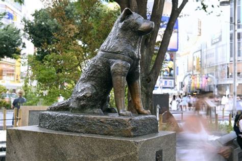 L Incroyable Histoire De Hachiko Le Chien Qui A Attendu Son Ma Tre