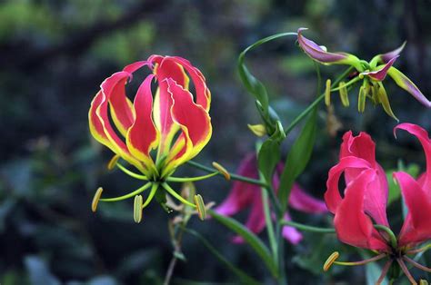 Flame Lily - Flowers - South Africa