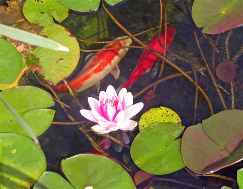 Koi Pond Koi Pond Koi Lotus Pond