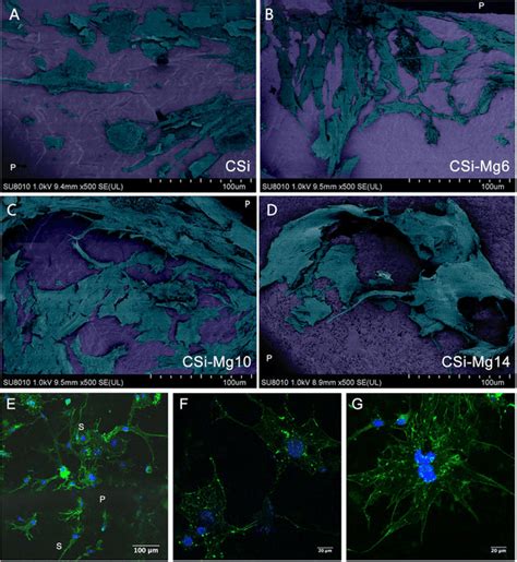 Cell Morphology Of Mc3t3 E1 Cells Seeded On The Bioceramic Scaffolds