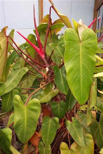 Philodendron Andersons Red Brians Botanicals