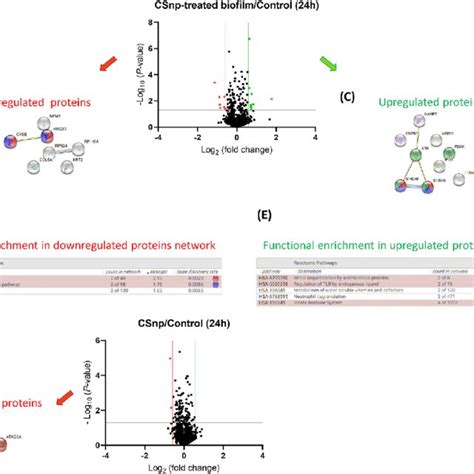 Relative Abundance Of Selected Proteins Validated Using Prm Targeted Download Scientific