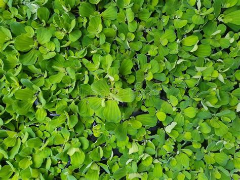 Water Lettuce Pistia Stratiotes Small Floating Plant Stock Image