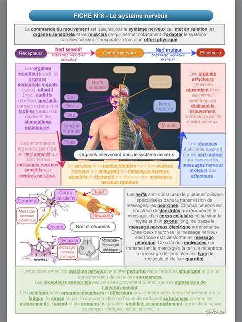 Le Systeme Nerveux R Vision Du Programme De Eme Pour Le Brevet De