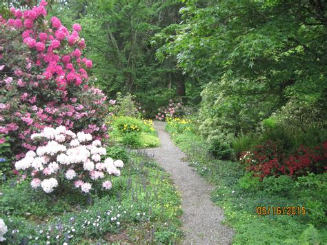 Top Ten Tips for Growing Rhododendrons and Azaleas - Planters Place