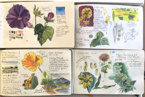 Pin By Laura Donnellan On Sketchbook In Botanical Drawings