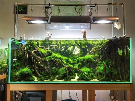 21 Best Aquascaping Design Ideas To Decor Your Aquarium Tips Inside