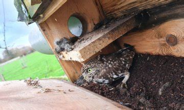 Bilan De Saison Pour Les Nichoirs De Chouettes Chev Ches Pnrse