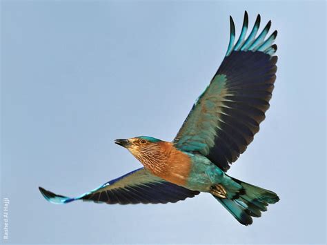 Indian Roller | KuwaitBirds.org