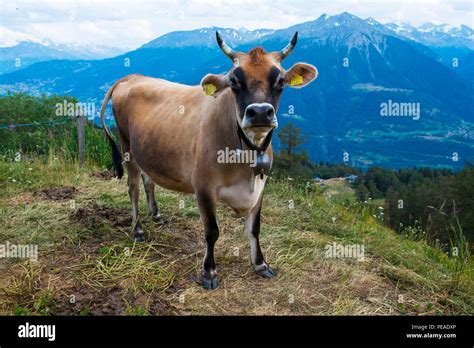 Molkerei Cow Brown Schweizer Milch Kuh In Der Schweiz Stockfotografie