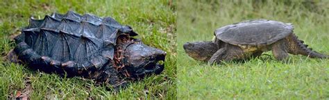 Alligator Snapping Turtle vs Common Snapping Turtle: Main Differences - Ocean Info