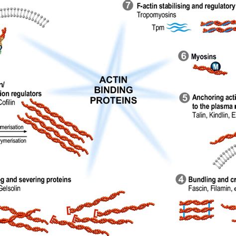 Drugs Interfering With Actin Cytoskeleton Polymerization F Actin