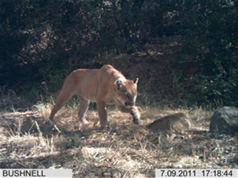 Habitat Loss and Fragmentation - Santa Monica Mountains National ...