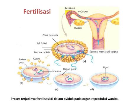 Siklus Menstruasi Fertilisasi Dan Perkembangan Embrio Putra Wijaya