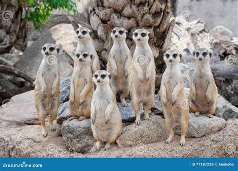 Meerkat Family