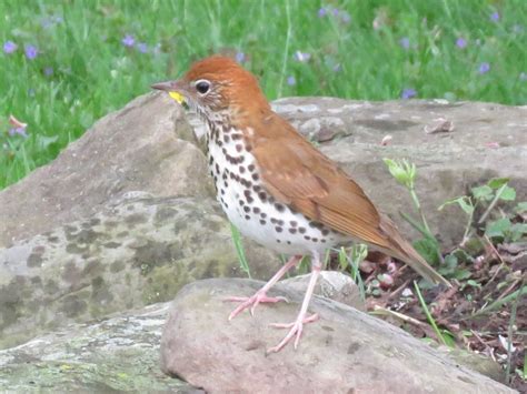 Common Backyard Birds Of The Northeast Owlcation