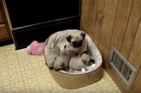 (Video) Pug Puppies Adore Their Mom. How They Show Her Unconditional Love? So Adorable! - Pup Fans