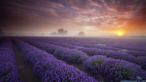 🔥 [40+] Lavender Fields Wallpapers | WallpaperSafari