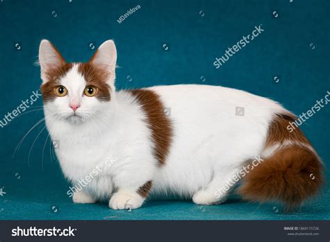 4,780 Munchkin Cat Images, Stock Photos & Vectors | Shutterstock