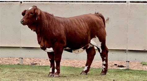 Brahman Braford Herefords More J J Cattle Co