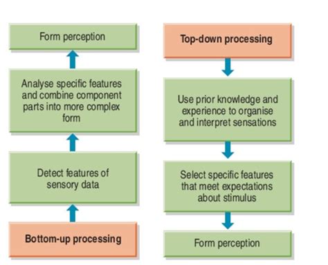 Perception Flashcards Quizlet