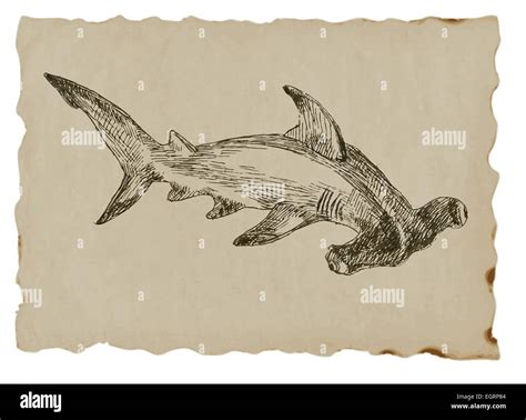 An Hand Drawn Illustration Hammerhead Shark Stock Vector Image Art